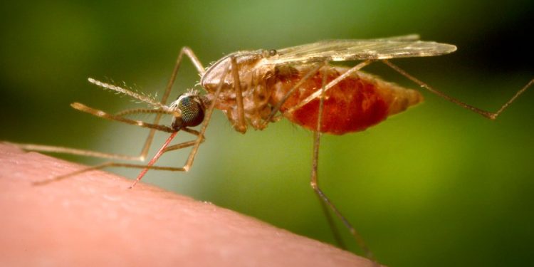 NY governor declares deadly mosquito virus public health threat after confirmed case