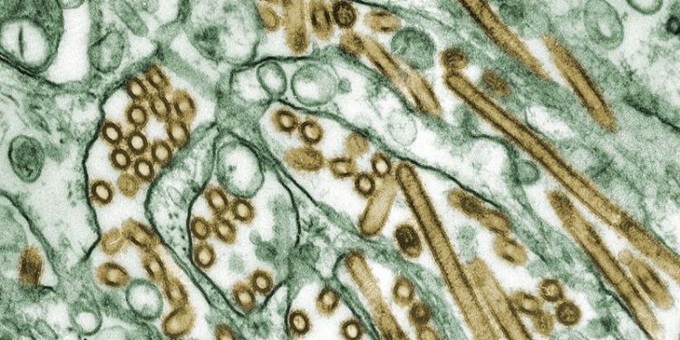 As bird flu outbreak expands in California, dairy farms report it’s worse than they expected